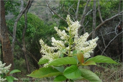 Wendlandia tinctoria subsp. tinctoria